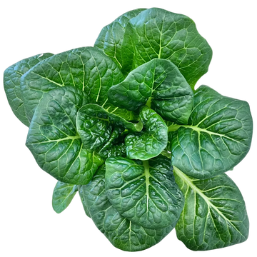 Juneau Greens Romaine - 5 OZ