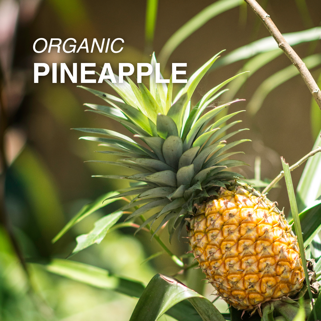 Organic Gold Pineapple - EACH