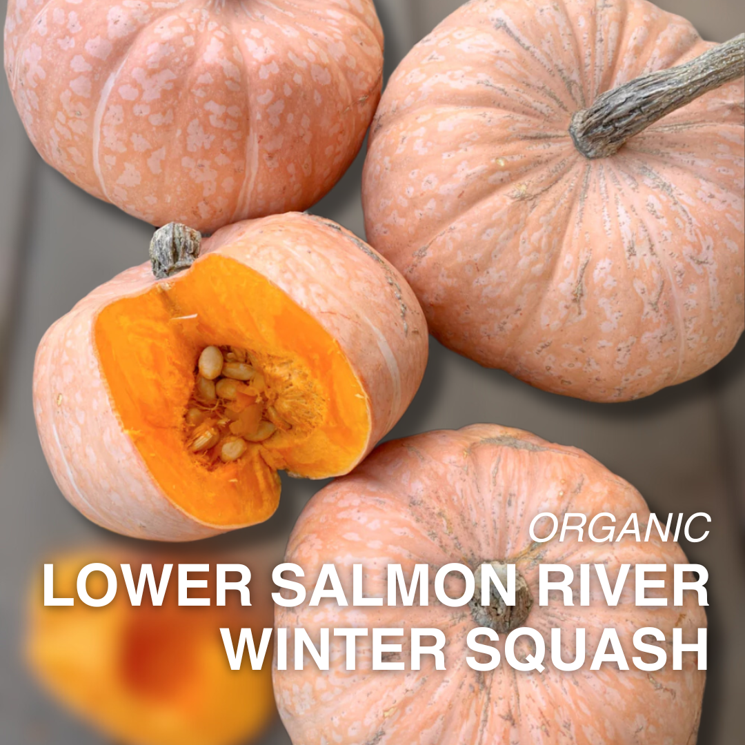 Organic Lower Salmon River Squash - PER LB