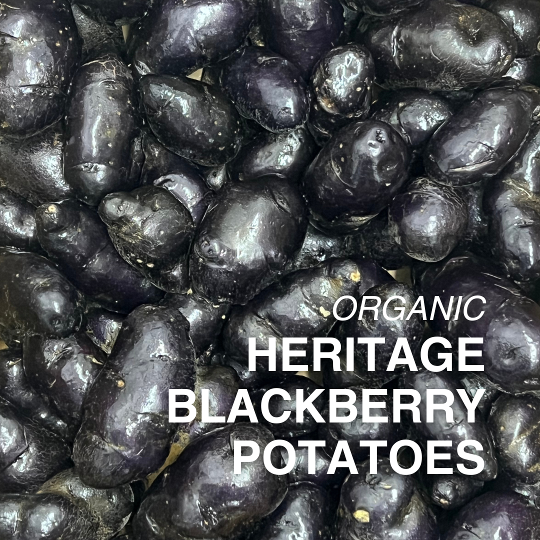 Organic Heritage Blackberry Potatoes - PER LB