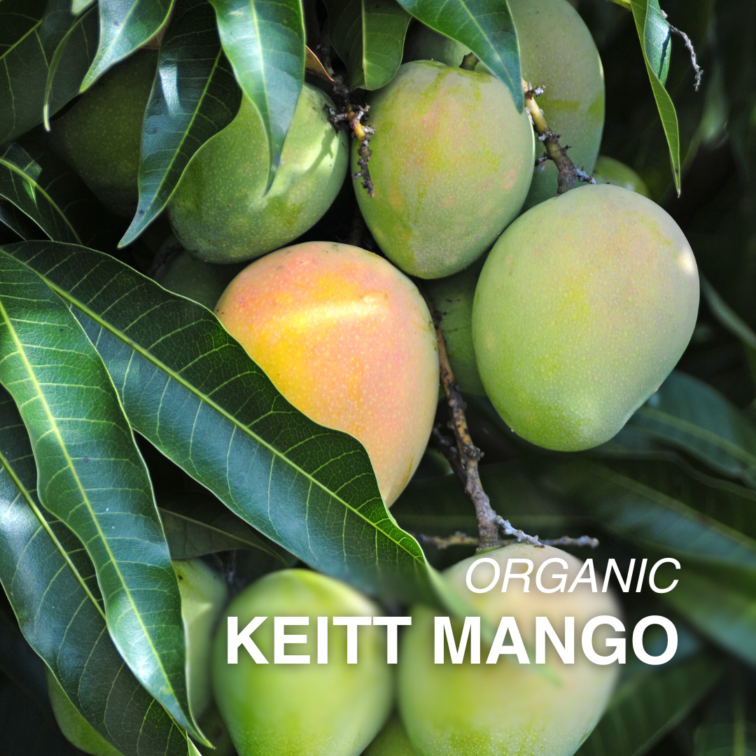 Organic Keitt Mango - EACH