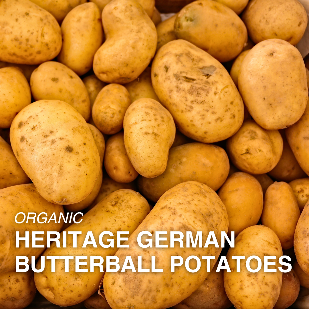 Organic Heritage German Butterball Potatoes - PER LB