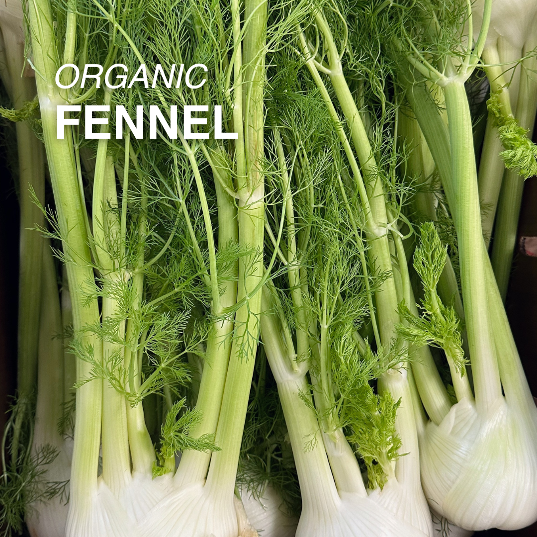 Organic Fennel - EACH