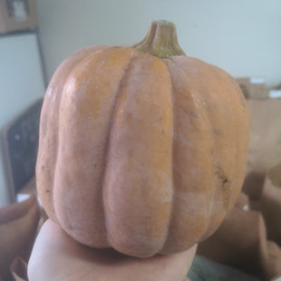 Organic Robin's Koginut - EACH