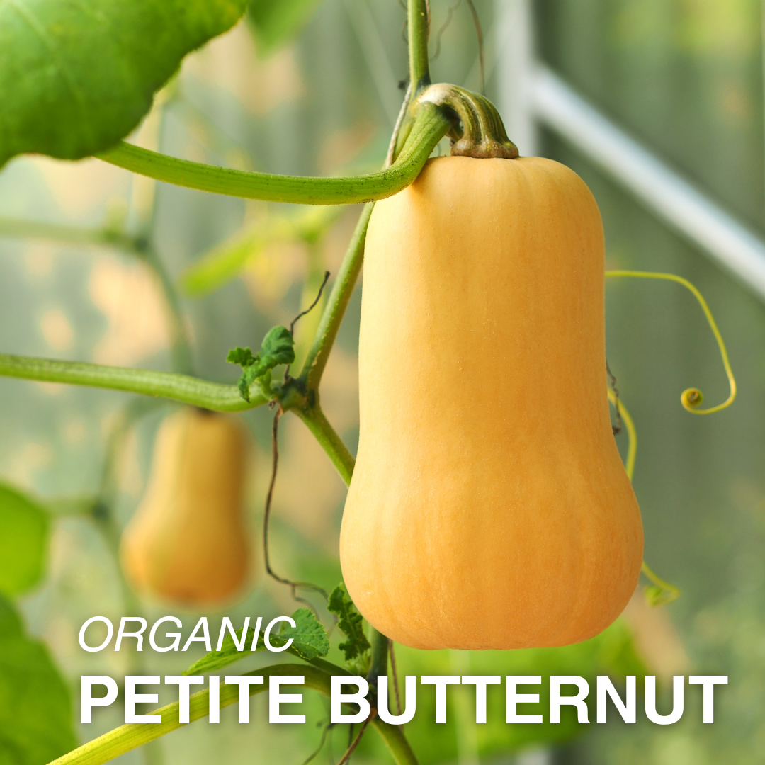 Organic Petite Butternut Squash - PER LB