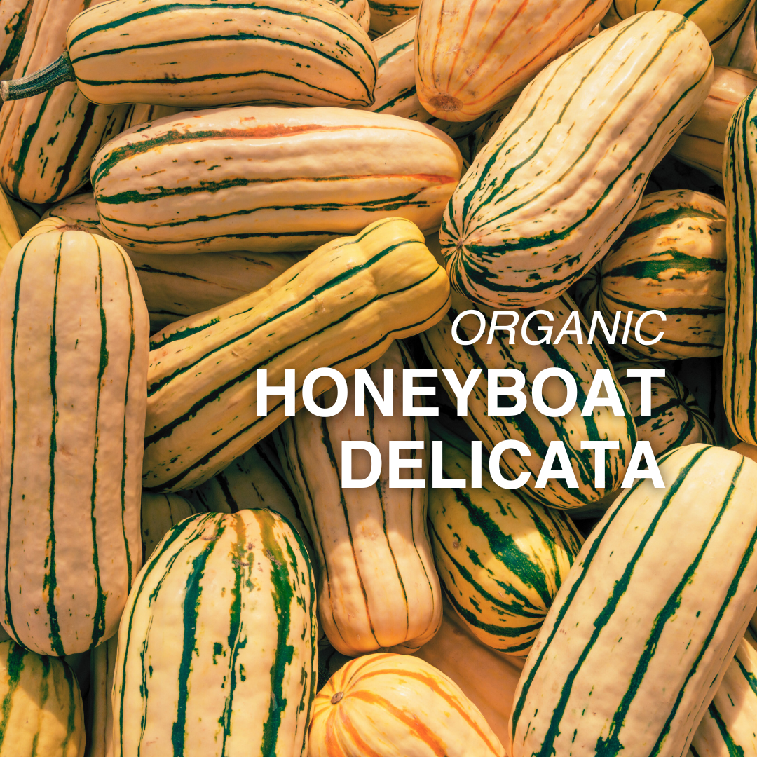 Organic Honey Boat Delicata Squash - PER LB