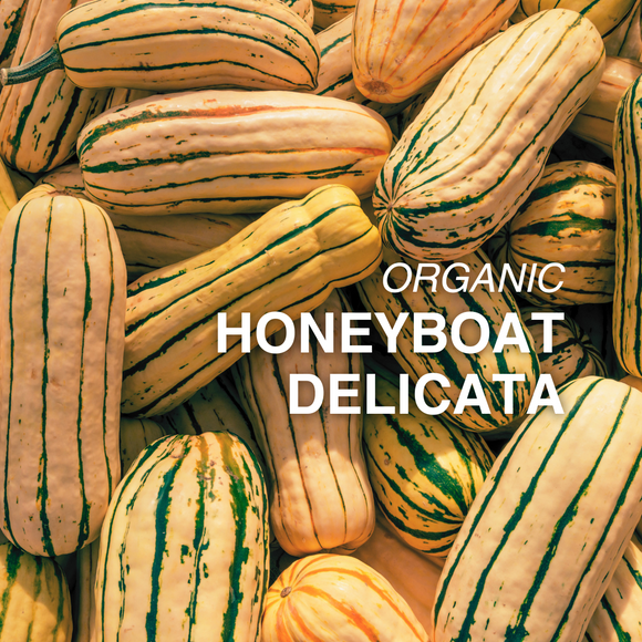 Organic Honeyboat Delicata Squash - EACH