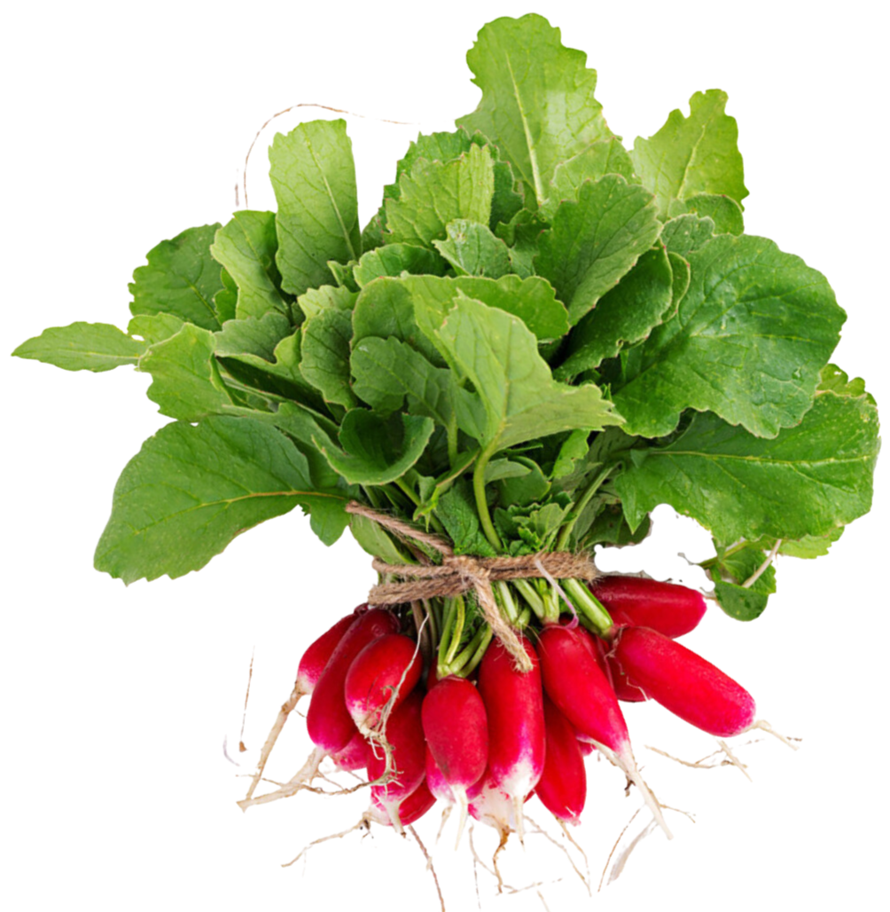 Organic French Breakfast Radishes - 1/2 PINT