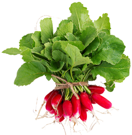 Organic French Breakfast Radishes - 1/2 PINT