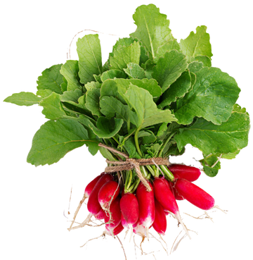 Organic French Breakfast Radishes - 1/2 PINT