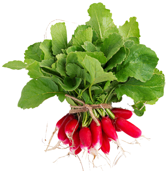 Organic French Breakfast Radishes - 1/2 PINT
