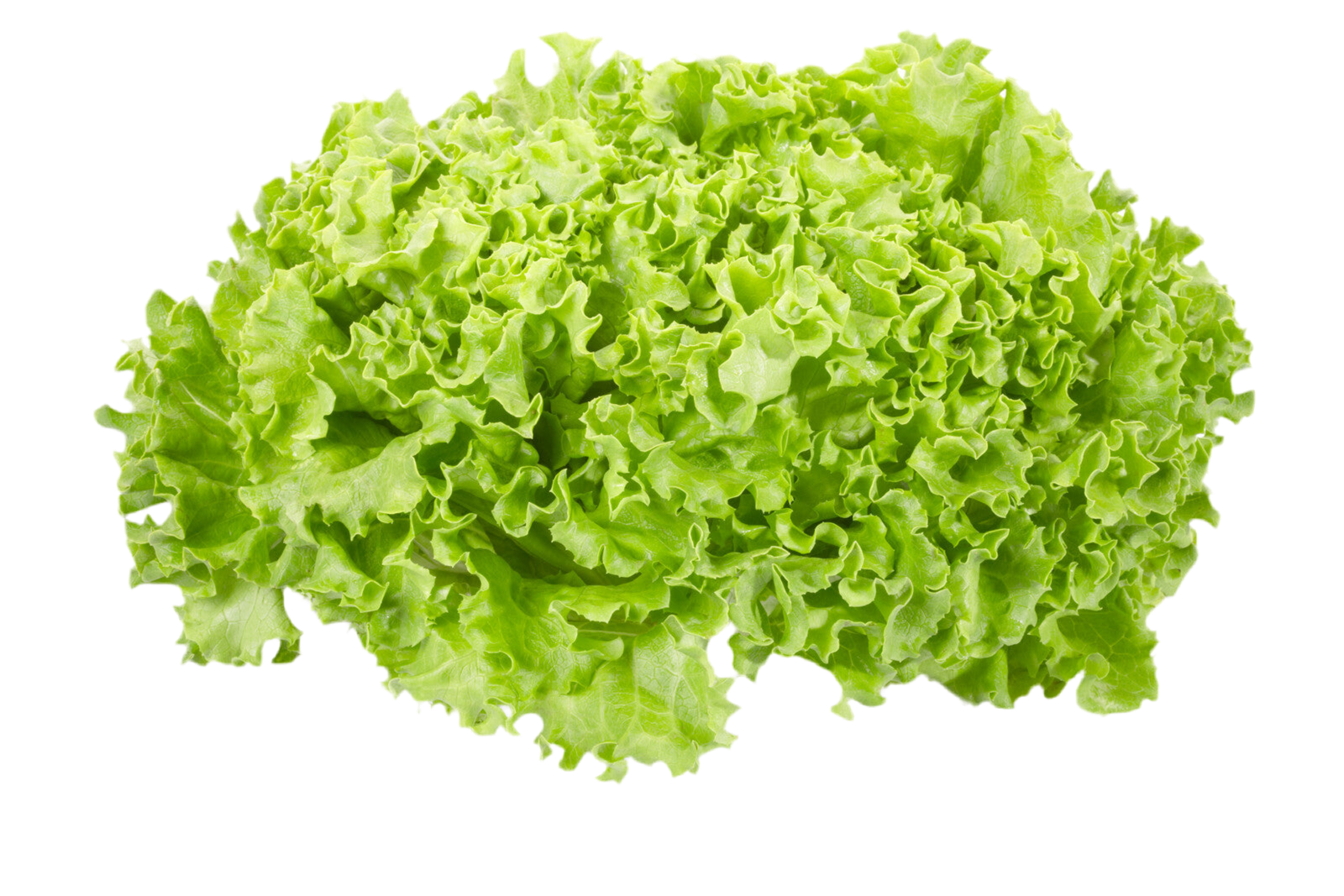 Organic Field Grown Green Leaf Lettuce - HEAD