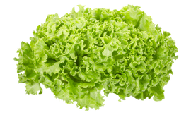 Organic Field Grown Green Leaf Lettuce - HEAD