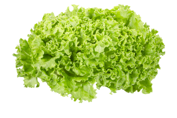 Organic Field Grown Green Leaf Lettuce - HEAD