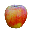 Organic Gravenstein Apples - 2 LB BIN-2
