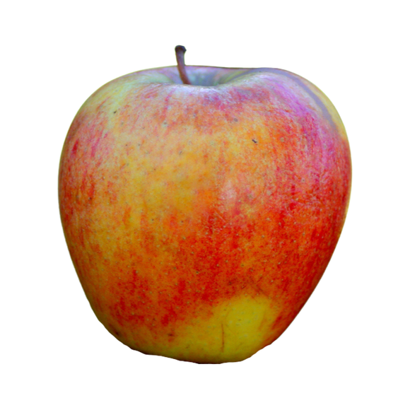 Organic Gravenstein Apple - EACH
