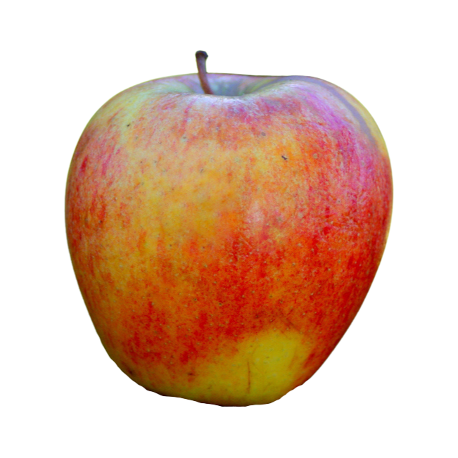 Organic Autumn Glory Apple - EACH