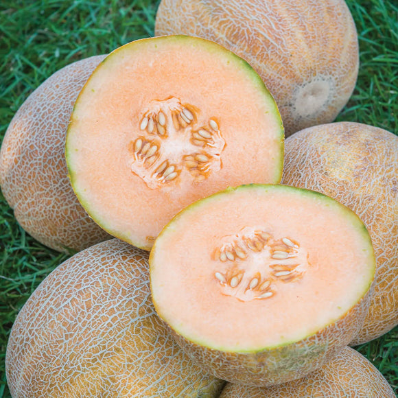 Organic Ambrosia Melon - EACH