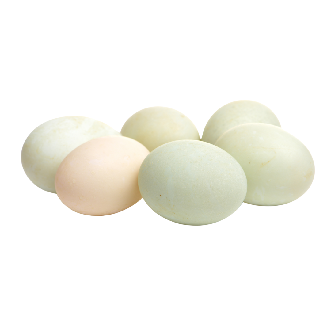 Local Duck Eggs