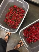 Kauai Juice Co. Kiawe Smoked Hot Sauce - 5 OZ-3