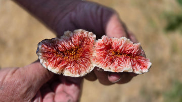 Organic Black Mission Figs - PINT
