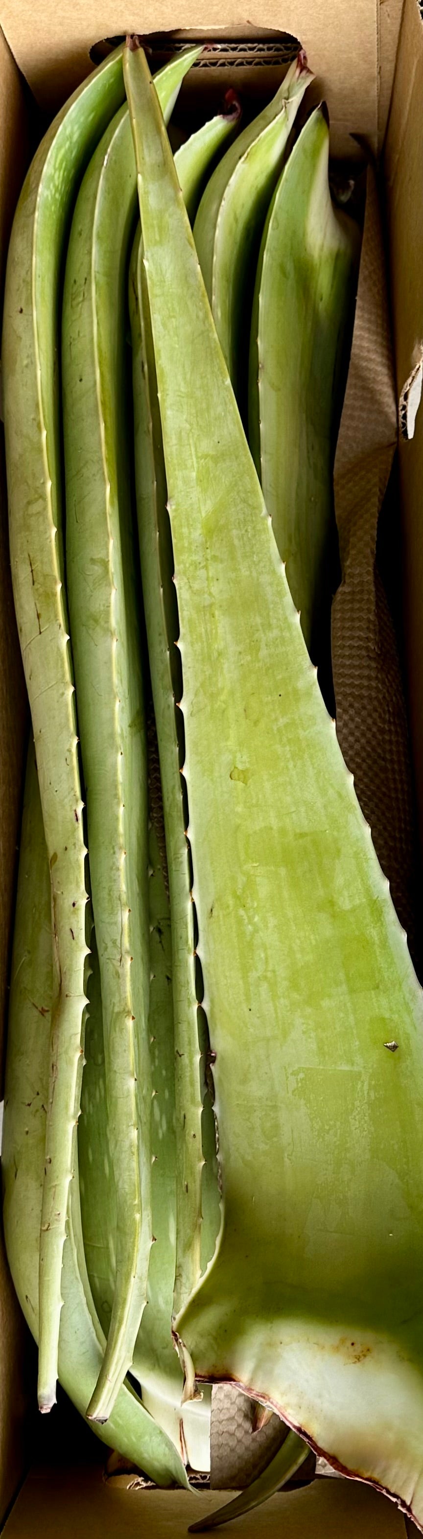 Organic Fresh Aloe Vera Leaves - EACH