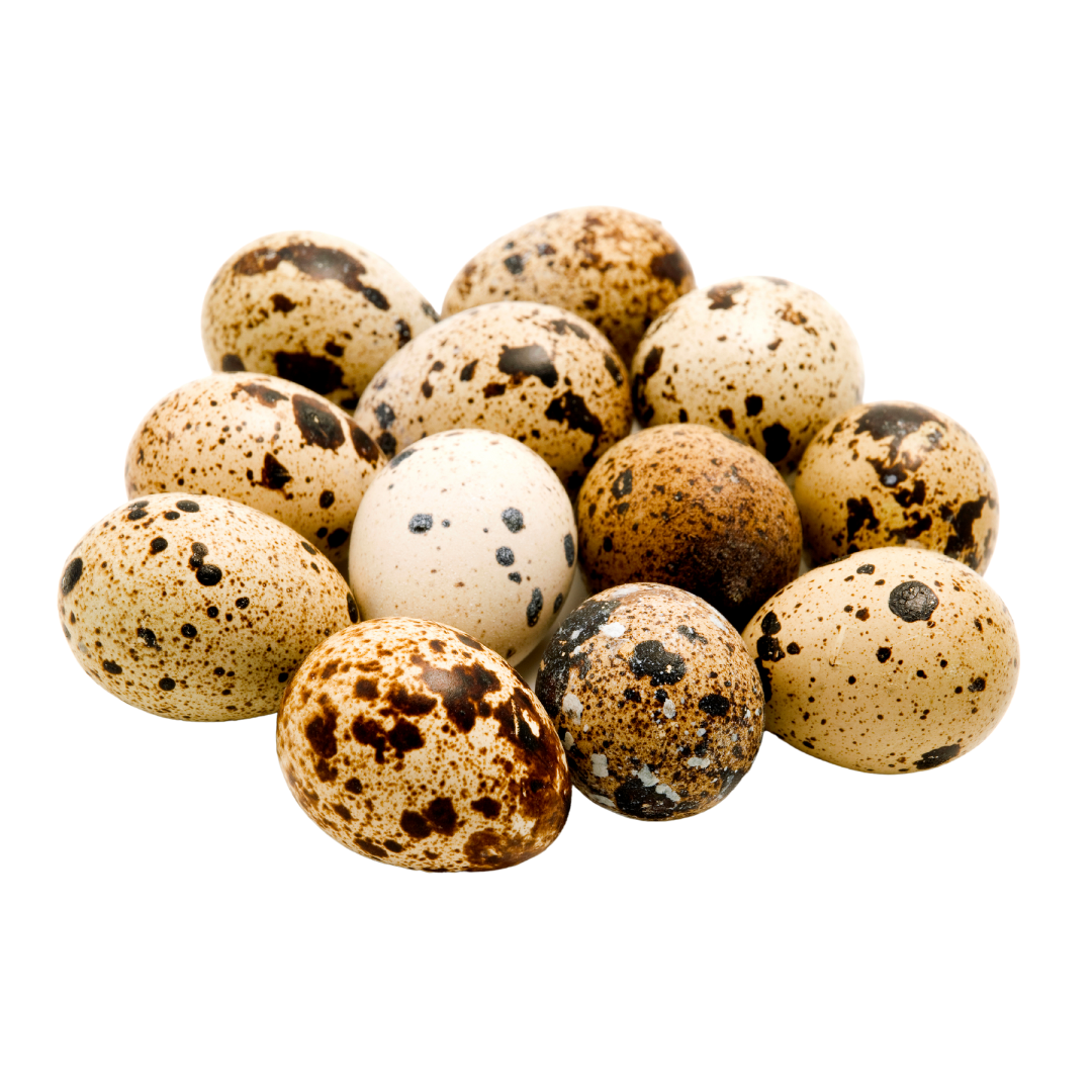 Local Quail Eggs - 12 Eggs