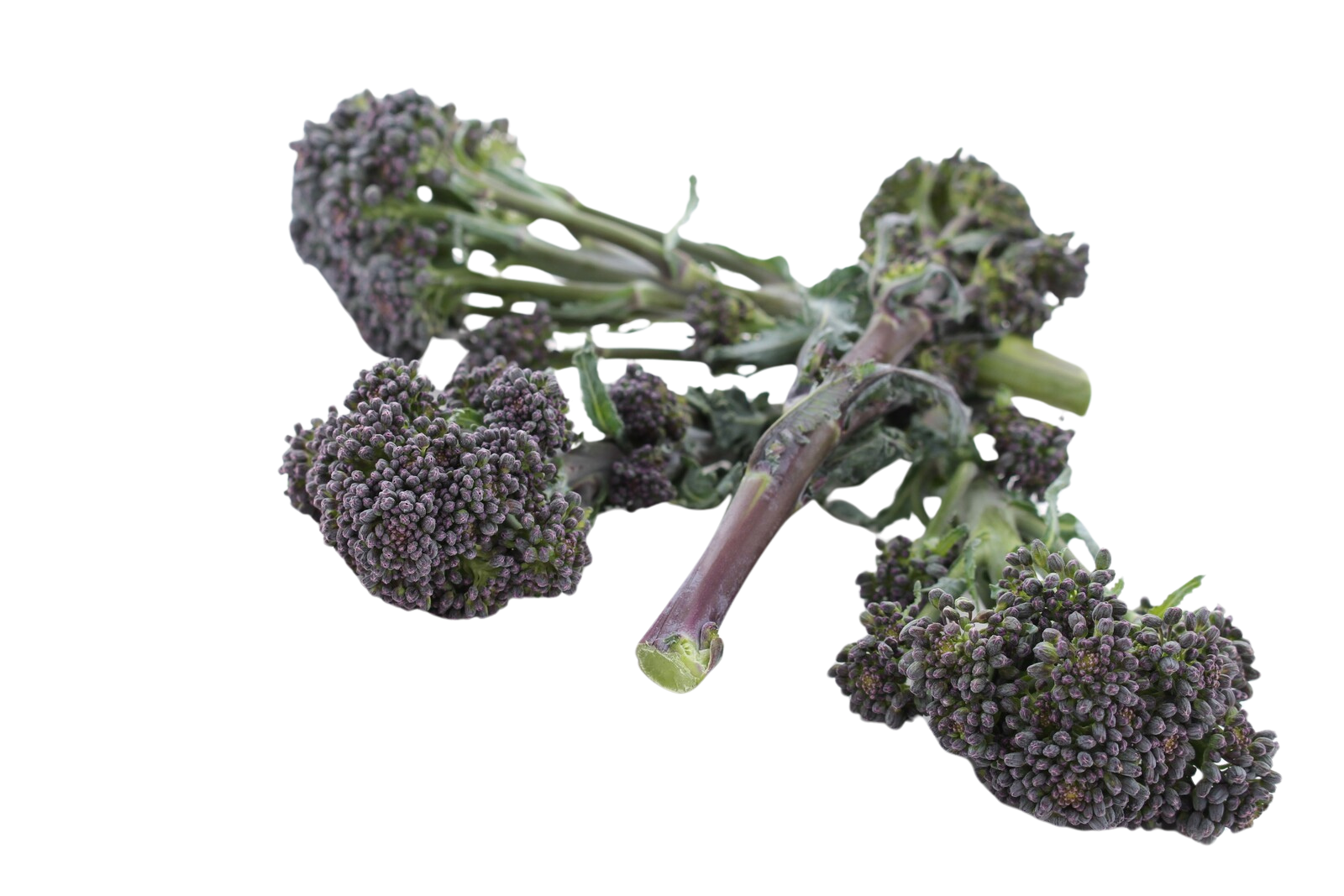 Organic Purple Sprouting Broccoli - EACH | Juneau Natural