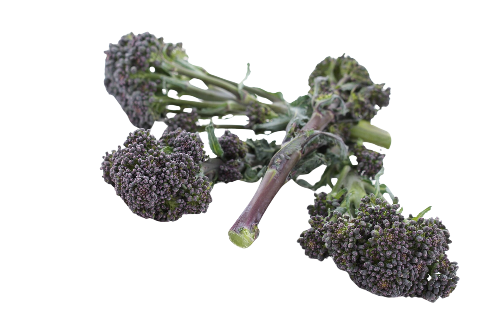 Organic Purple Sprouting Broccoli - EACH