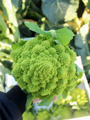 Organic Romanesco Broccoli - EACH-1