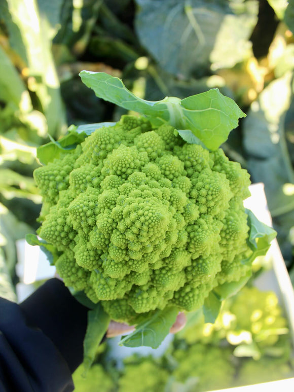 Organic Romanesco Broccoli - EACH