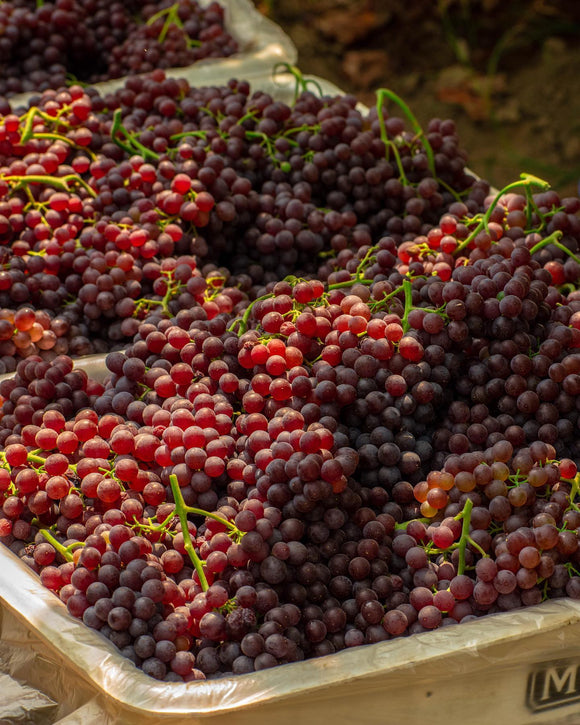 Organic Champagne Grapes - PINT