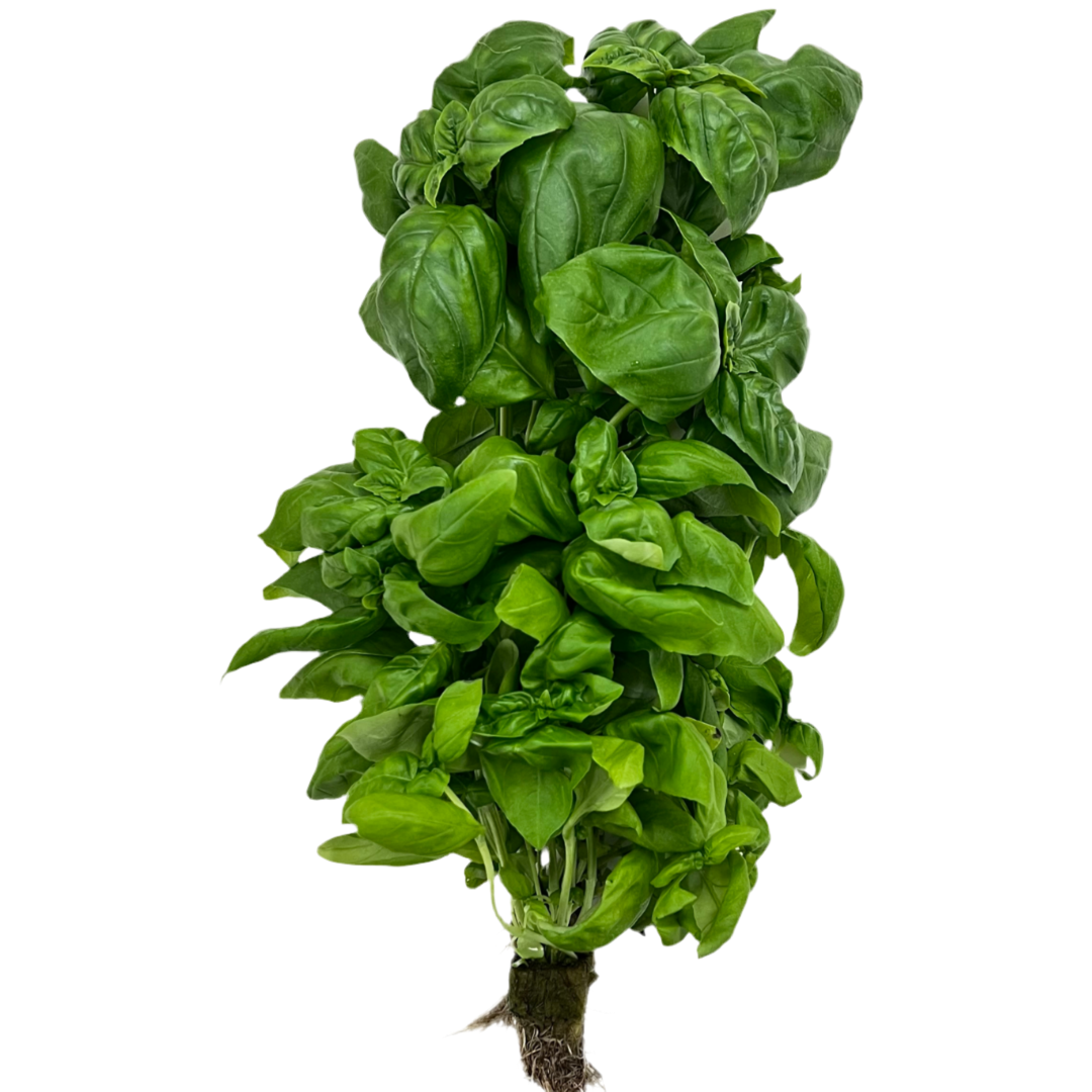 Juneau Greens Italian Basil