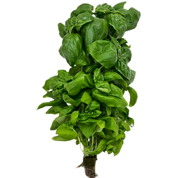 Juneau Greens Italian Basil