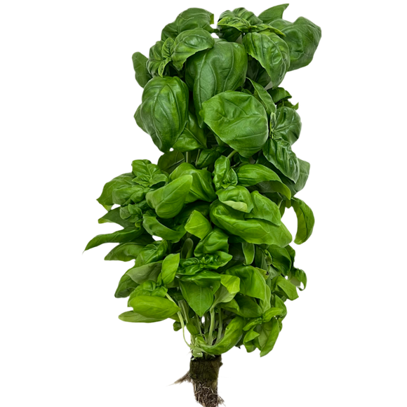 Juneau Greens Italian Basil