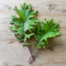 Organic Commonplace Farm Petite Kale - 5 OZ-2
