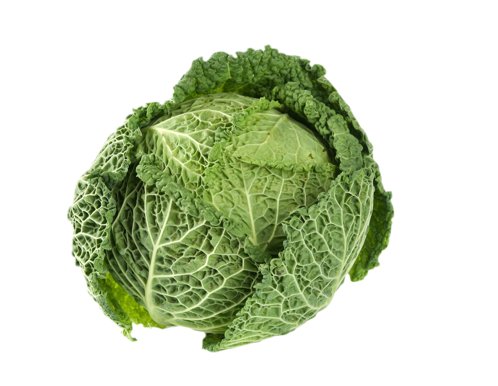 Organic Savoy Cabbage - EACH