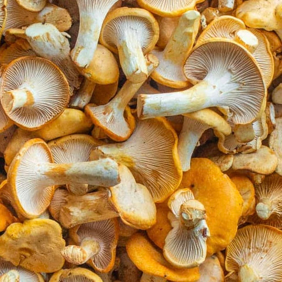 Organic Hedgehog Mushrooms - PINT