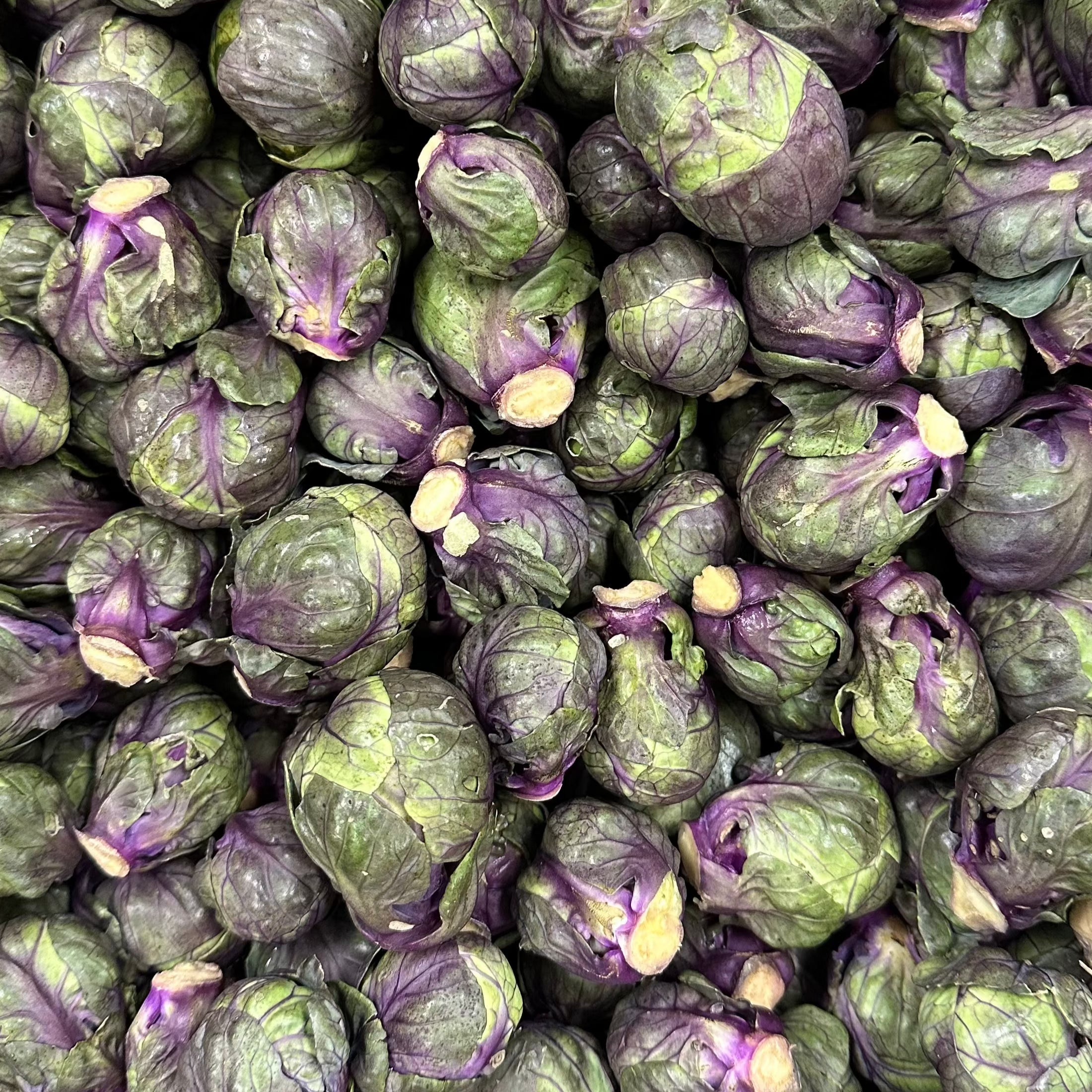 Organic Purple Brussels Sprouts - PER LB