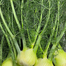 Organic Fennel - EACH-1