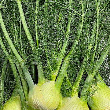 Organic Fennel - EACH