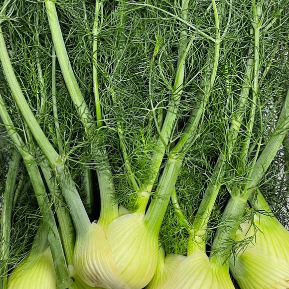 Organic Fennel - EACH