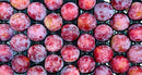 Organic Flavor Treat Pluot - EACH-1