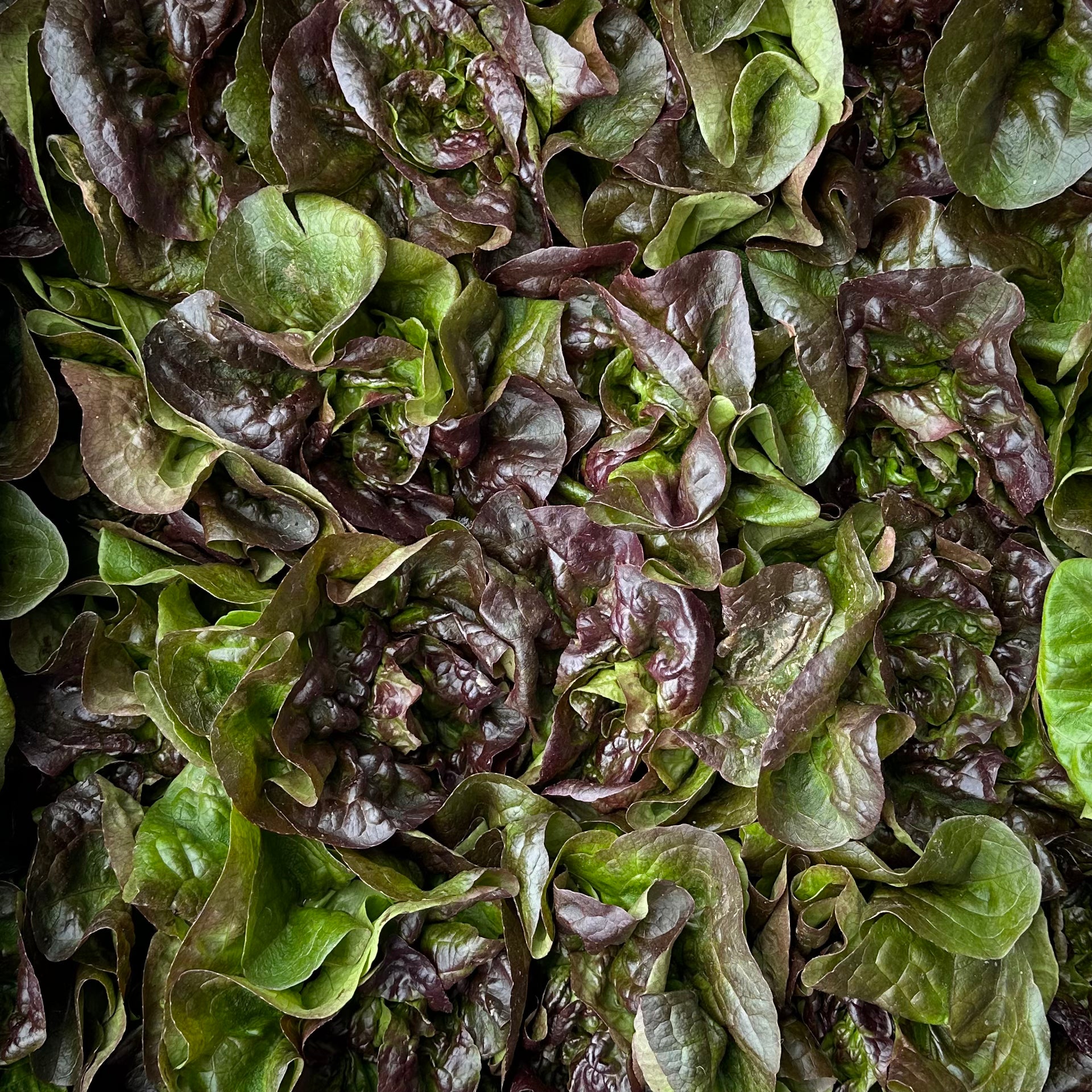 Organic Little Gem Romaine Lettuce - HEAD
