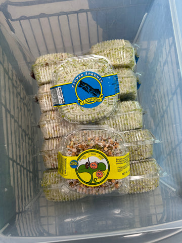 Local Clover Sprouts