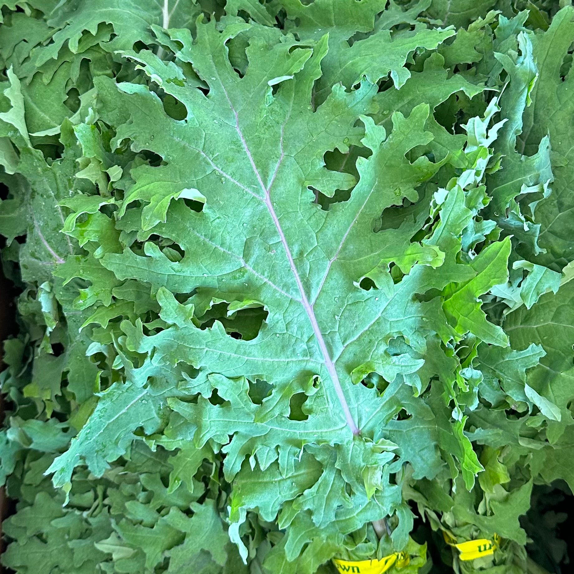 Organic Red Russian Kale - BUNCH