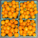 Organic Sungold Cherry Tomatoes - PINT-1
