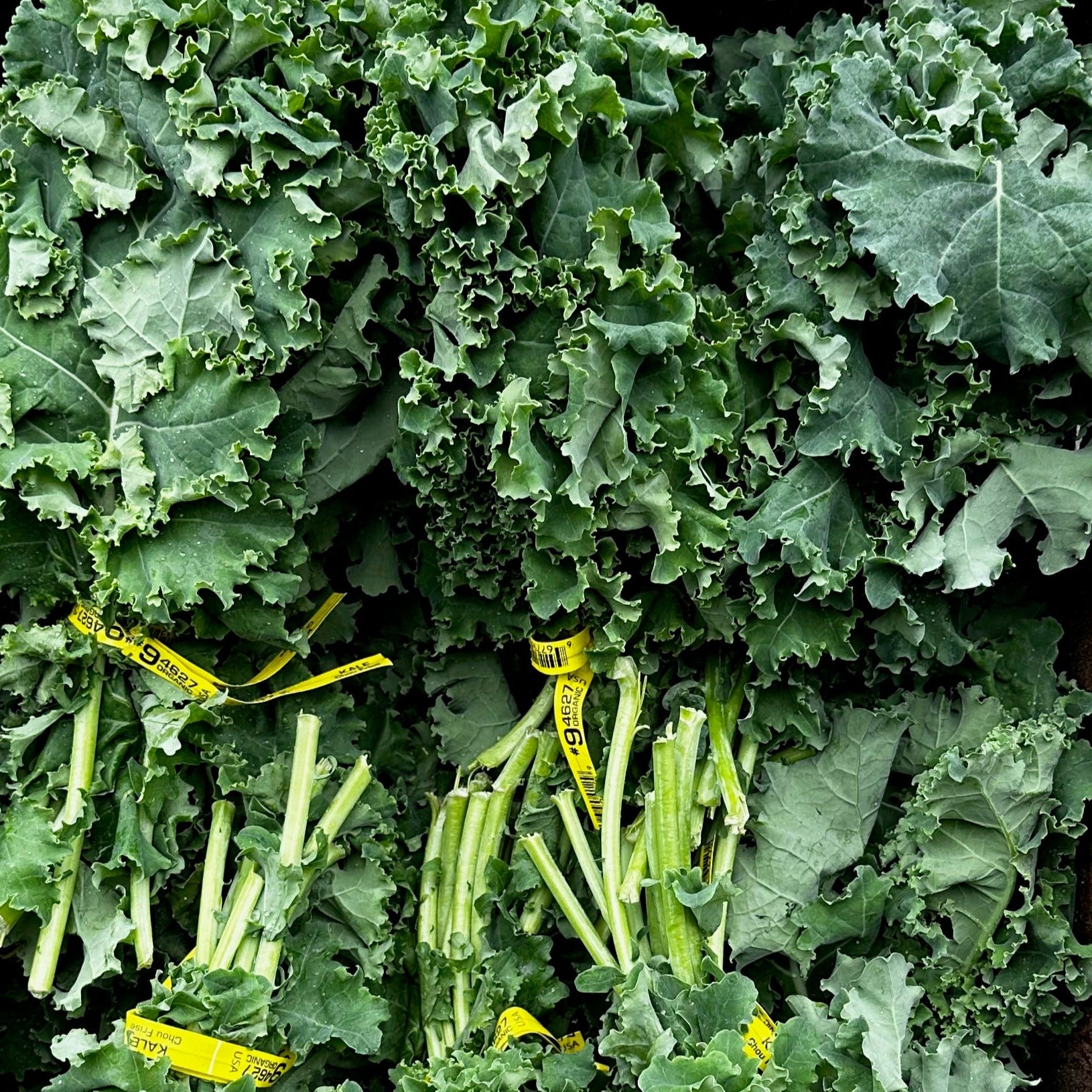 Organic Kale - BUNCH