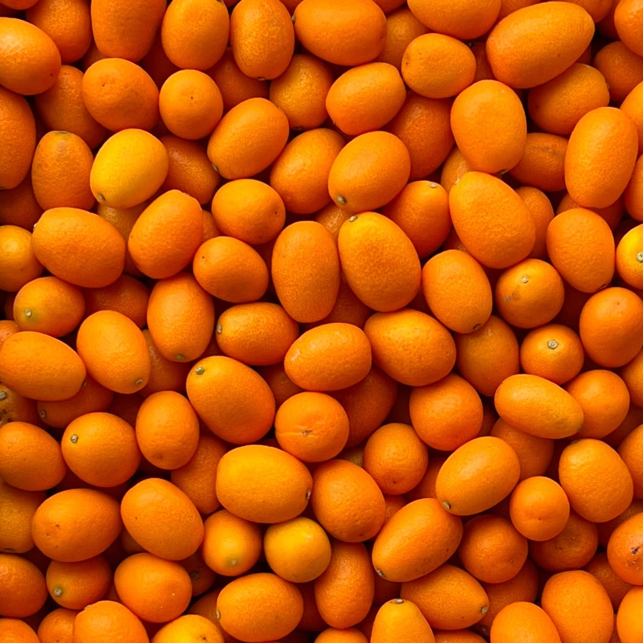 Organic Centennial Kumquats - 1/2 PINT