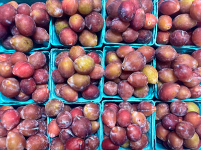 Organic Sugar Plum Prune Plums - PINT